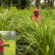 ‘Lemon Grass’ turns as a boon for rural women in Bokaro
