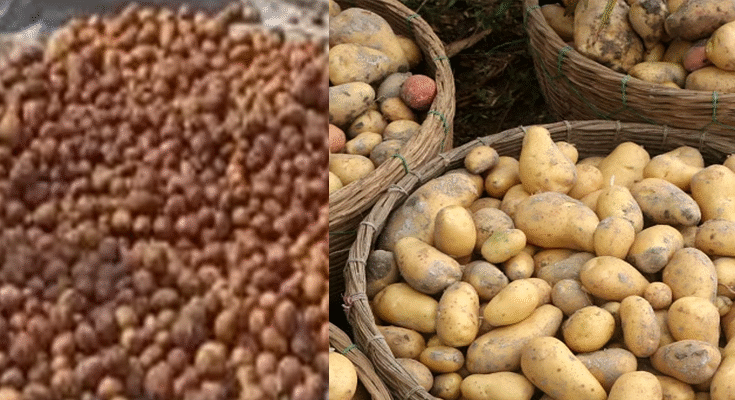 Patna Fake Potato Scam Busted: Chemical-Coated Tubers Seized