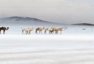 Saudi Arabia Desert Turns White as Rare Snowfall Blankets Northern Regions