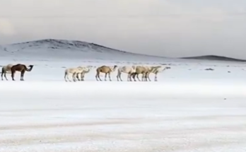 Saudi Arabia Desert Turns White as Rare Snowfall Blankets Northern Regions