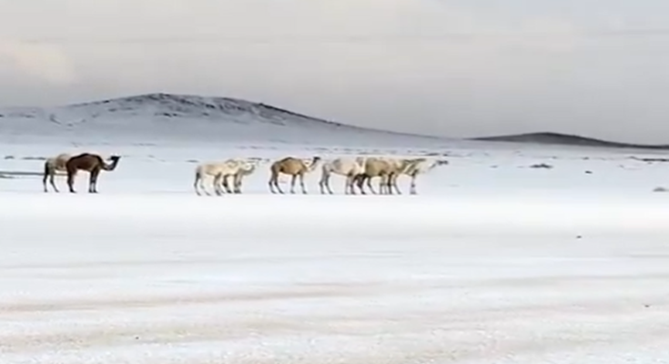 Saudi Arabia Desert Turns White as Rare Snowfall Blankets Northern Regions