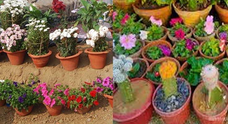 Bokaro Steel Plant to Host ‘Pushpita-2026’ Flower Exhibition, Invites Citizens to Participate