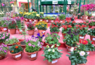 Bokaro Blooms: Pushpita-2026 Flower Exhibition Inaugurated