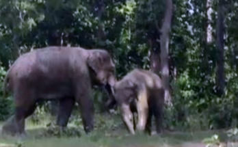 Elephant Herd Triggers High Alert in Gomia; 24x7 Control Room Activated