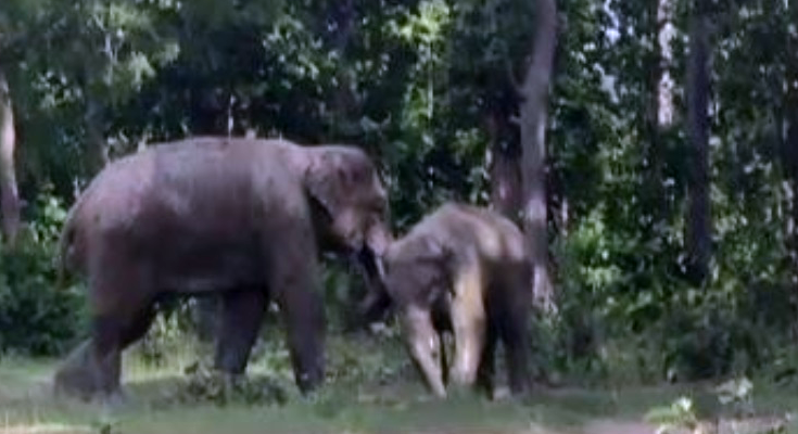 Elephant Herd Triggers High Alert in Gomia; 24x7 Control Room Activated