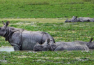 गैंडे (Rhino) की रक्षा से विकास की पटरी तक: असम (Assam) ने संरक्षण (Conservation) की मिसाल कायम की
