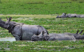 गैंडे (Rhino) की रक्षा से विकास की पटरी तक: असम (Assam) ने संरक्षण (Conservation) की मिसाल कायम की