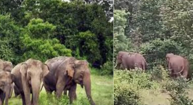 Jharkhand Elephant Rampage: Husband, Wife Among 3 Killed in Bokaro