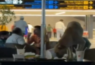 Stray Dog Seen Eating Leftovers at Hyderabad Airport, Viral Video Sparks Outrage