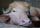 Rare Albino Buffalo Nicknamed ‘Donald Trump’ Spared from Eid Sacrifice in Bangladesh