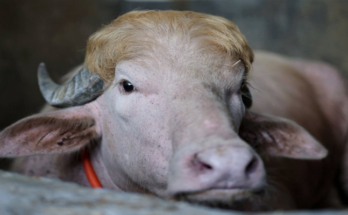 Rare Albino Buffalo Nicknamed ‘Donald Trump’ Spared from Eid Sacrifice in Bangladesh