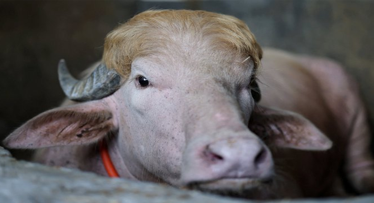 Rare Albino Buffalo Nicknamed ‘Donald Trump’ Spared from Eid Sacrifice in Bangladesh
