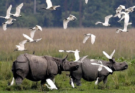 Kaziranga के ESZ की सीमा घटाने के प्रस्ताव पर संरक्षण बनाम विकास की बहस