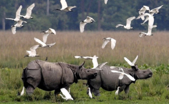 Kaziranga के ESZ की सीमा घटाने के प्रस्ताव पर संरक्षण बनाम विकास की बहस