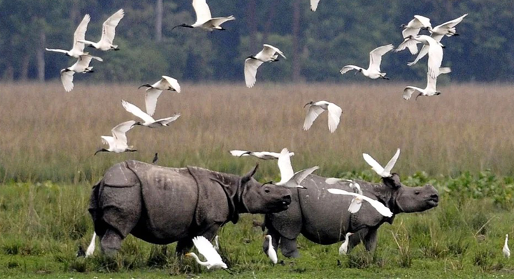 Kaziranga के ESZ की सीमा घटाने के प्रस्ताव पर संरक्षण बनाम विकास की बहस