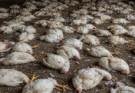 DJ Noise at Wedding Kills 140 Chickens in UP’s Sultanpur, Police Case Filed