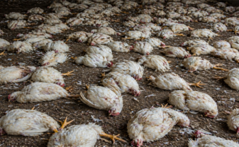 DJ Noise at Wedding Kills 140 Chickens in UP’s Sultanpur, Police Case Filed