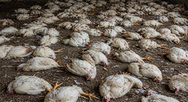 DJ Noise at Wedding Kills 140 Chickens in UP’s Sultanpur, Police Case Filed