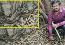 Rare Red Sand Boa Rescued from Noida Office, Released Safely into Wild