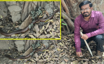 Rare Red Sand Boa Rescued from Noida Office, Released Safely into Wild